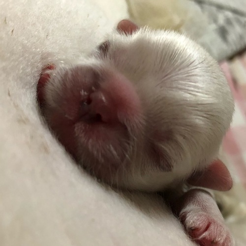 ありがとうございました♡ 犬の販売 2668