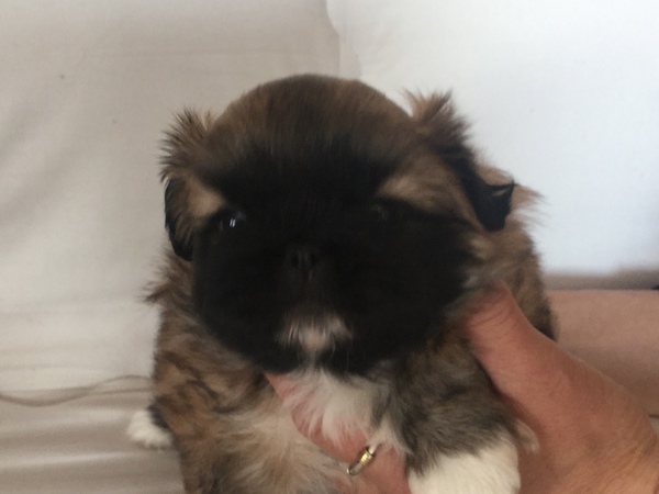 ペキニーズ の男の子 犬の販売 2669