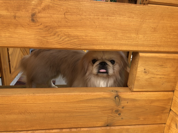 甘えん坊です。 犬の販売 2678