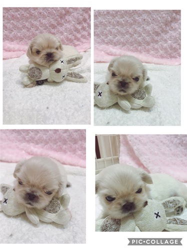 可愛いふわふわな子達 犬の販売 2689