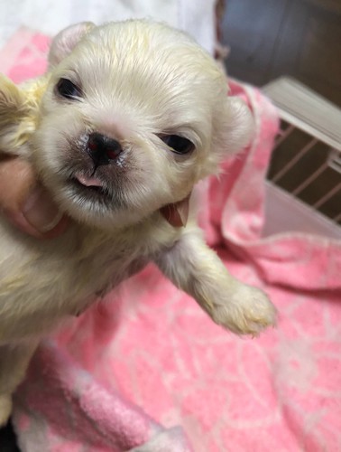 可愛いペキニーズ兄妹 犬の販売 2691