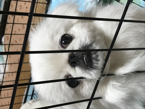 白ペキの男の子 犬の販売 2713