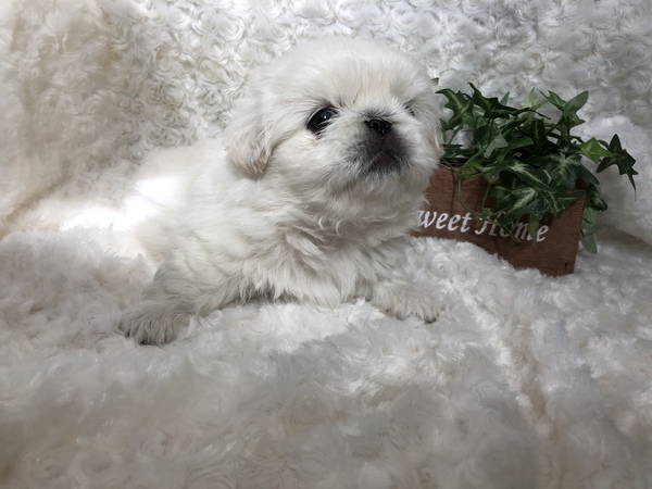 ふわふわ可愛いおっとりさん 犬の販売 2717