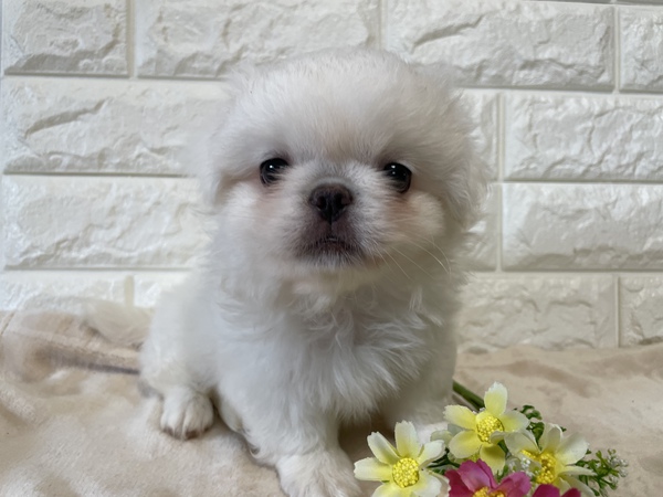 ふわふわの可愛い男の子ですっ! 犬の販売 2723