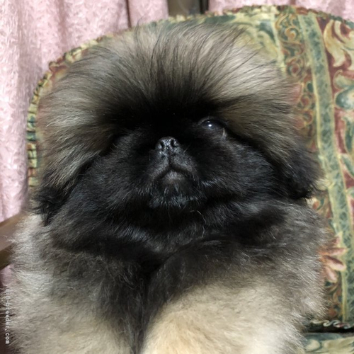 3ヶ月フォーンの男の子♪ 犬の販売 2730