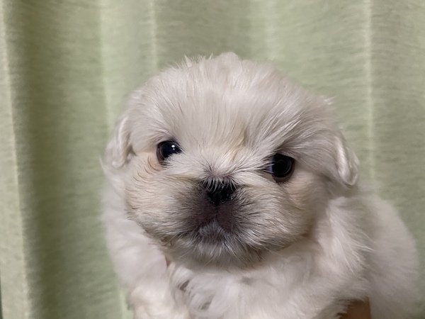 しろぺき 犬の販売 2731