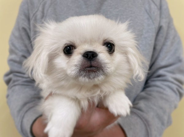 岐阜県よりご家族募集中です 犬の販売 2737
