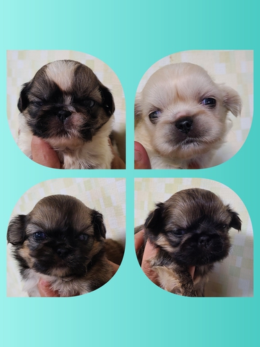 お顔のかわいい ペキニーズ 犬の販売 2755