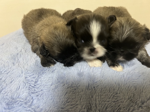 可愛いペキニーズ 犬の販売 2759
