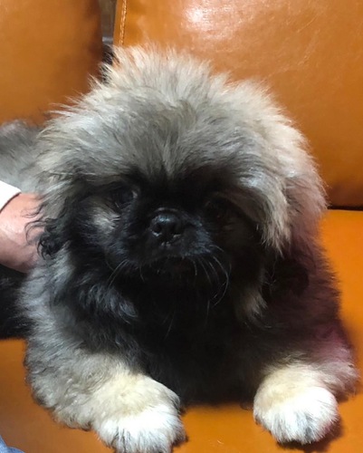 ペキニーズ 犬の販売・譲渡 2761 販売終了