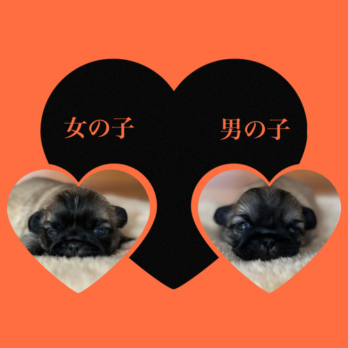 yLj[Y ̔̔En 2767 肪Ƃ܂B