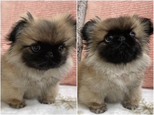 ペキニーズ 犬の販売・譲渡 2780 おっとりした男の子のご家族募集です