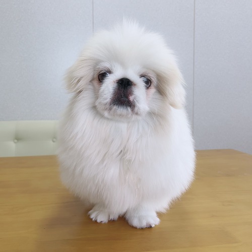 ペキニーズ 犬の販売・譲渡 2781 かわいいおとこのコです。