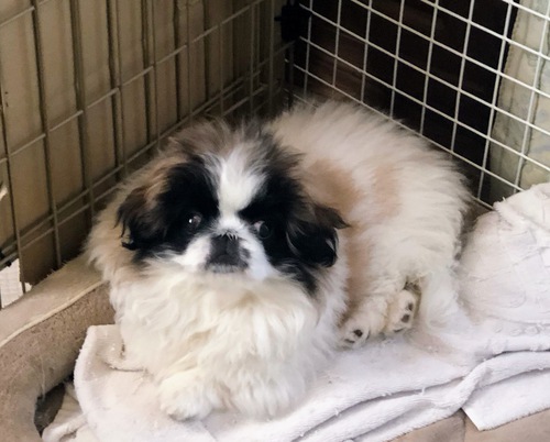 ペキニーズ 犬の販売・譲渡 2786 可愛いペキニーズの赤ちゃん産まれています