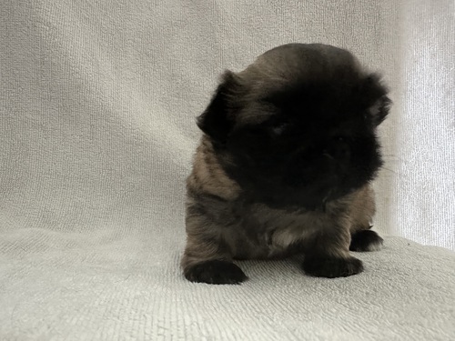 ペキニーズ 犬の販売・譲渡 2794 可愛い子です