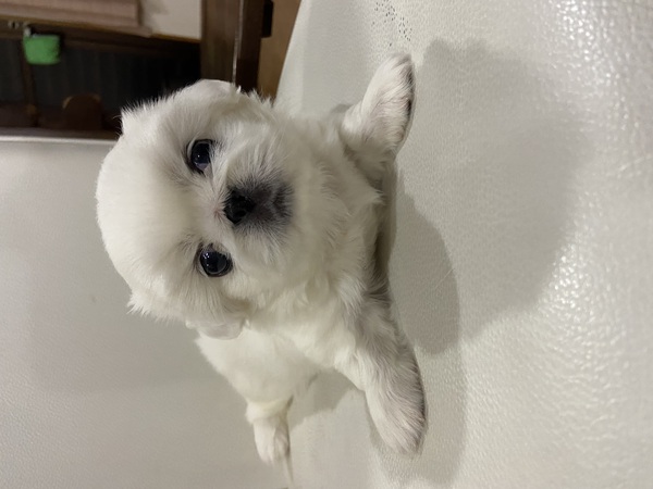 真っ白ペキニーズ 犬の販売 2796