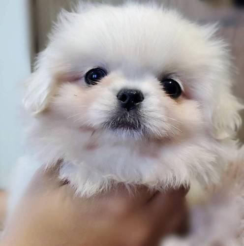 ペキニーズ 犬の販売・譲渡 2797 大感謝sale価格