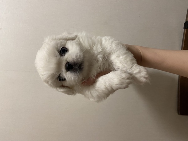 真っ白ふわふわ癒し系 犬の販売 2798