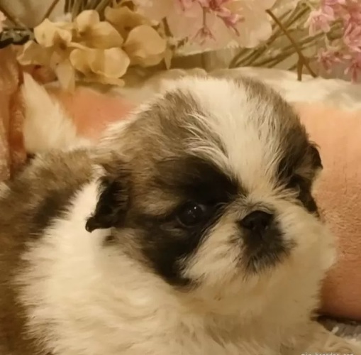 綺麗なパーティーカラーのペキちゃん。小さめです。 犬の販売 2806
