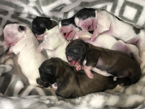 ペキニーズ 犬の販売・譲渡 2808 可愛いペキニーズの赤ちゃん産まれています