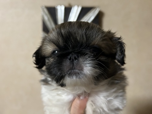 ペキニーズ 犬の販売・譲渡 2813 可愛い兄弟