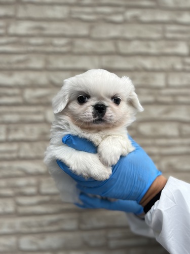 ペキニーズ 犬の販売・譲渡 2814 イケメンペキ