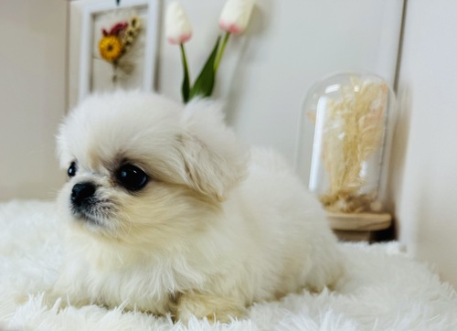 ペキニーズ 犬の販売・譲渡 2816 超ミニミニペキ