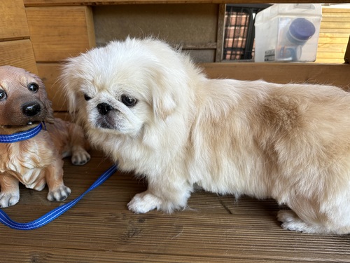 ペキニーズ 犬の販売・譲渡 2817 5歳の女の子