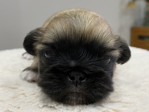 ペキニーズ 犬の販売・譲渡 2818 決まりました!