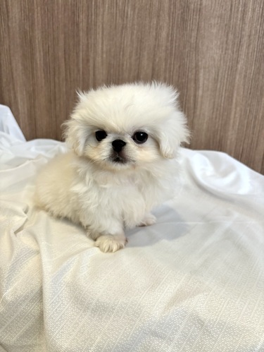 ペキニーズ 犬の販売・譲渡 2819 真っ白なペキ君