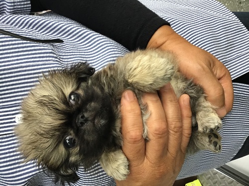 ペキニーズ 犬の販売・譲渡 2822 まんまる顔の男の子
