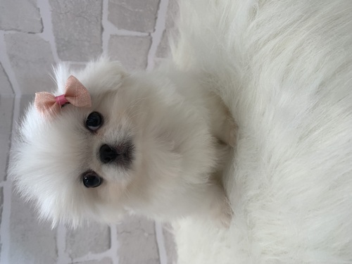 ペキニーズ 犬の販売・譲渡 2825 美人さんです。全て込み。