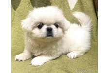 ペキニーズ 犬の販売・譲渡 2828 とても可愛い小ぶりホワイト女の子