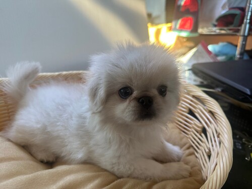 ペキニーズ 犬の販売・譲渡 2834 ペキニーズ男の子