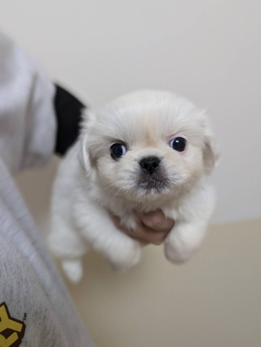ペキニーズ 犬の販売・譲渡 2835 可愛い姉弟