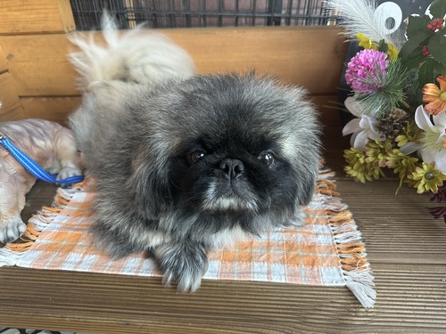 ペキニーズ 犬の販売・譲渡 2837 毛吹きの良い男の子