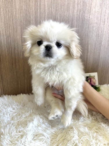 ペキニーズ 犬の販売・譲渡 2847 激かわペキ君