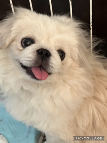 ペキニーズ 犬の販売・譲渡 2849 可愛いお顔です。