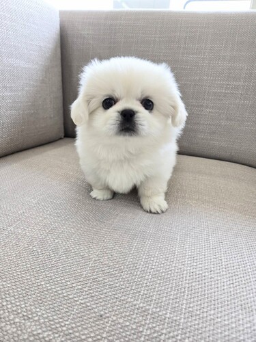 ペキニーズ 犬の販売・譲渡 2854 アザラシのゴマちゃんみたいなビジュアル