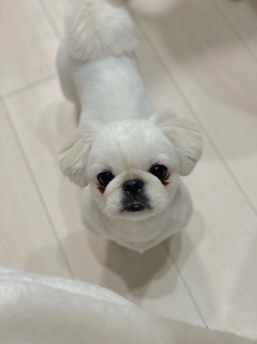 ペキニーズ 犬の販売・譲渡 2858 3歳の甘えたペキちゃん^_^