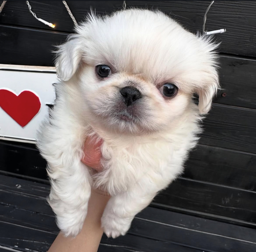 ペキニーズ 犬の販売・譲渡 2859 超絶可愛いペキくん♪