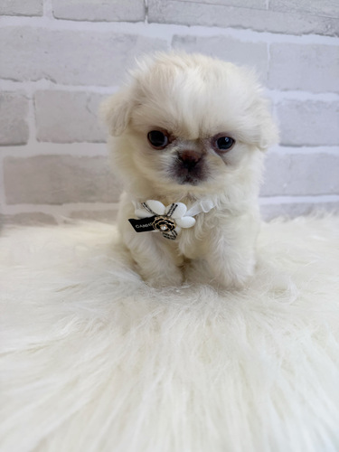 ペキニーズ 犬の販売・譲渡 2862 癒し系な女の子。お迎え総額。