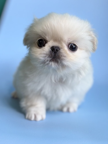 �y�L�j�[�Y ���̔̔��E���n 2872 �z���C�g7995