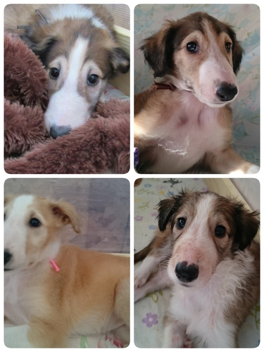 可愛らしい1枚柄の子達が生まれています。 犬の販売 1392