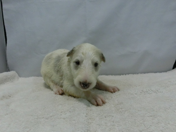 とてもかわいく元気で健康な赤ちゃんが生まれました! 犬の販売 1408