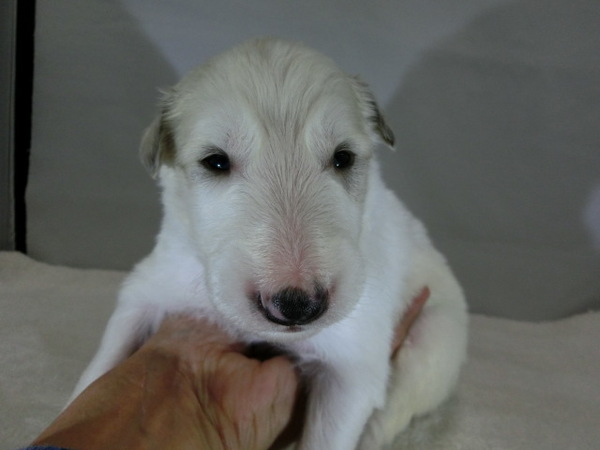 とってもかわいく元気で健康な赤ちゃんが生まれました 犬の販売 1424