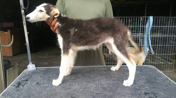 ボルッコ 犬の販売 1443