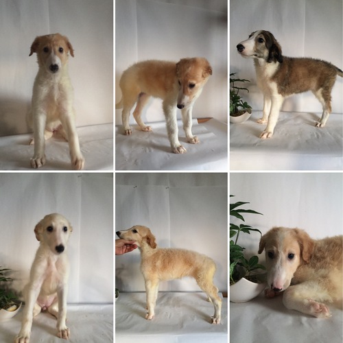 ありがとうございました 犬の販売 1446