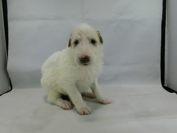 とっても可愛く元気で健康な赤ちゃんが生まれました! 犬の販売 1479