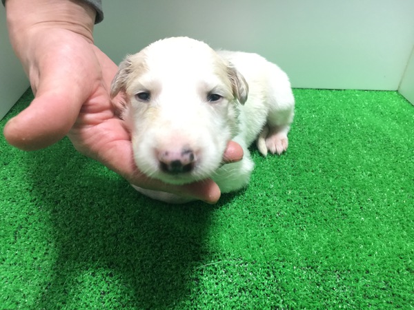 終了致しました。 犬の販売 1481